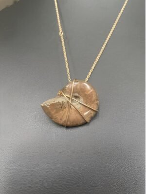 Ammonite