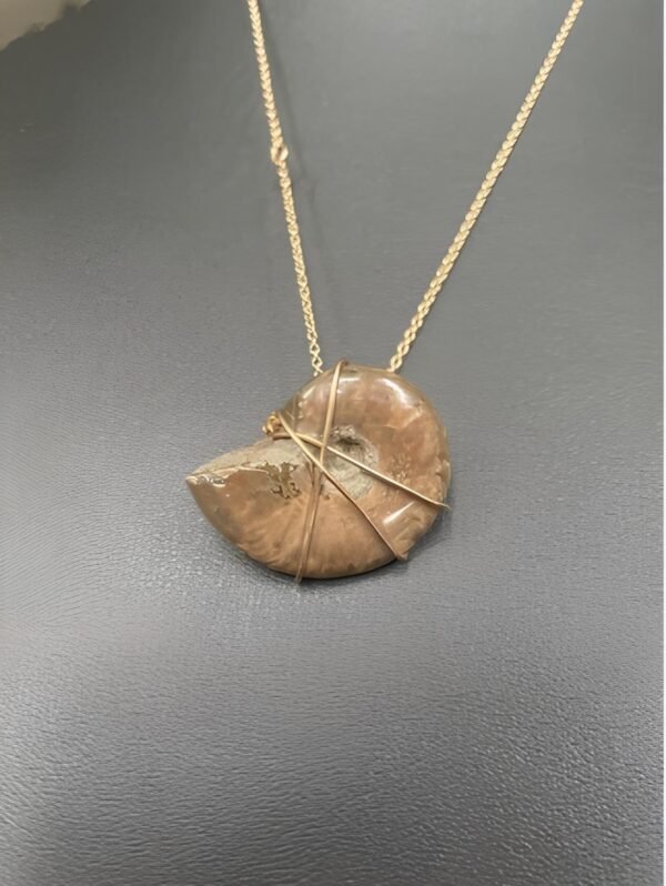 Ammonite